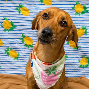 Margot, Hound, adult, available for adoption