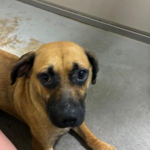 Barbie, Chihuahua, adult, available for adoption