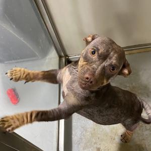Kimi Fenster, Chihuahua, adult, available for adoption