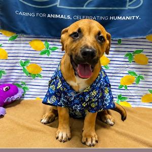 Beetle, Shepherd, German, puppy, available for adoption