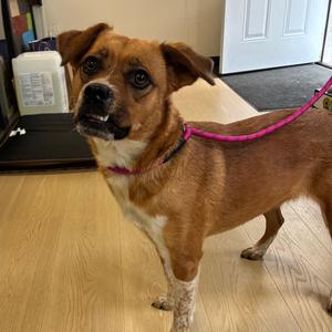 Ava, Beagle, puppy, available for adoption
