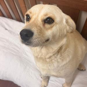 Beluga, Collie, adult, available for adoption