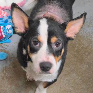 Ashleigh's Specialty, Chihuahua, adult, available for adoption