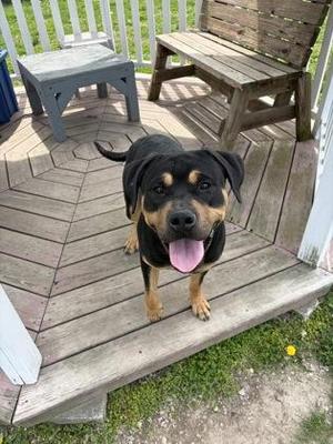 Stewart, Rottweiler / Mixed Breed, adult, available for adoption