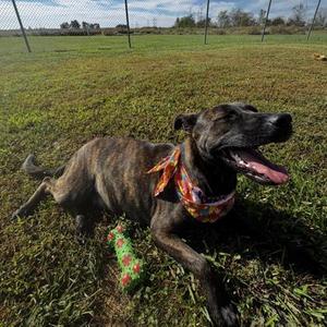 Aries, Mixed Breed, adult, available for adoption