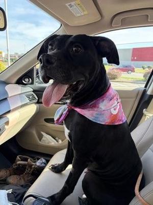 Blackberry, Mixed Breed, adult, available for adoption