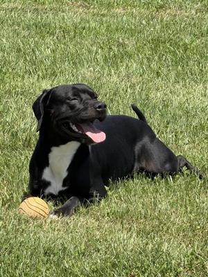 Courage, Pit Bull Terrier / Mixed Breed, adult, available for adoption