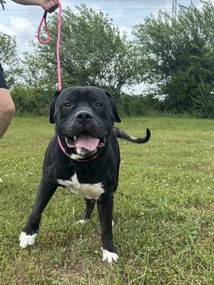 A black and white dog with a pink collar and leash is standing on grass, looking at the camera with its mouth open.