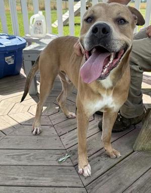 Nicko, Mixed Breed, adult, available for adoption