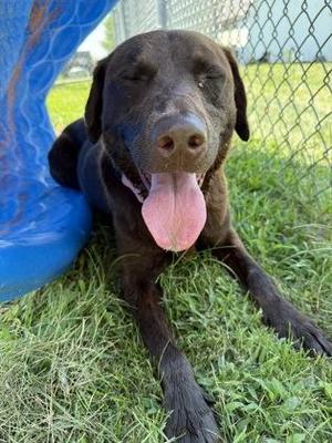 Mocha, Mixed Breed, adult, available for adoption