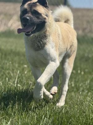 A dog running on grass