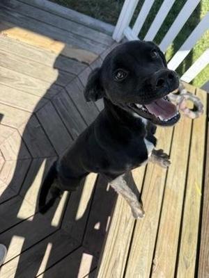 Cedar, Labrador Retriever / Mixed Breed, young, available for adoption
