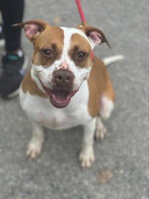 A brown and white dog with a red leash, sitting on a paved surface.