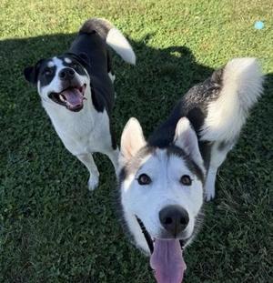 Apollo, Labrador Retriever / Husky, adult, available for adoption