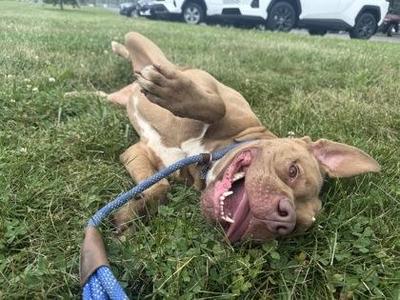 A brown dog lying on its back in the grass with its mouth open and tongue out, wearing a blue collar and leash.