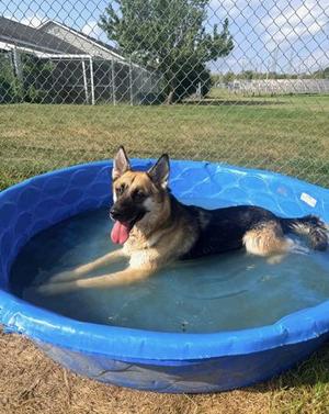 Dolly Parton, German Shepherd Dog / Mixed Breed, adult, available for adoption
