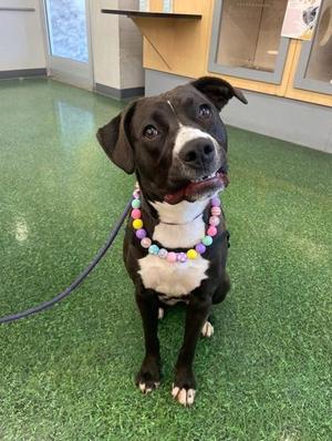 Amire, Mixed Breed, adult, available for adoption
