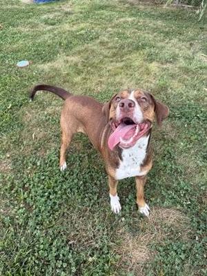 A brown and white dog with a pink tongue sticking out, standing on grass.