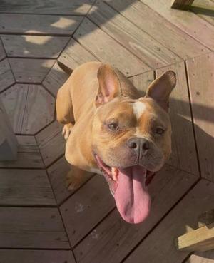 a brown dog with a white patch on its face, sitting on a wooden deck, with its tongue out