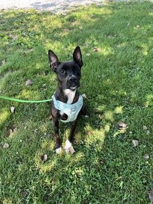 A black and white dog wearing a light blue harness and a green leash, sitting on a grassy lawn.