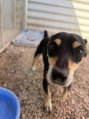 Snapple, Miniature Pinscher / Mixed Breed, adult, available for adoption