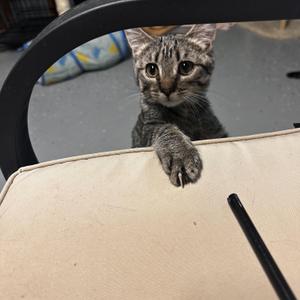 Fruity Pebbles, kitten, available for adoption
