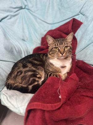 Forest, adult, available for adoption