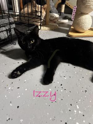 Izzy, kitten, available for adoption