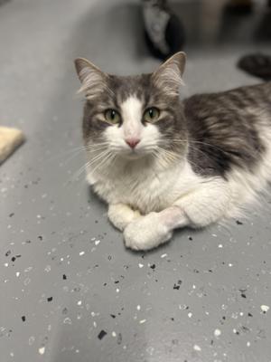 A gray and white cat with green eyes lying on a gray speckled floor.