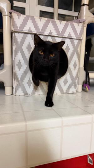 Winston, young, available for adoption