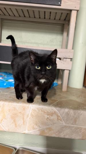 Binx, adult, available for adoption