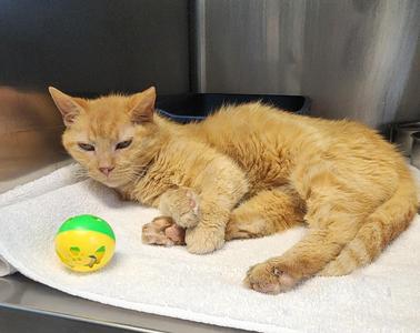 Melon, adult, available for adoption