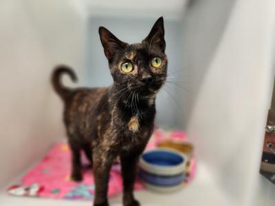 Nyx, adult, available for adoption