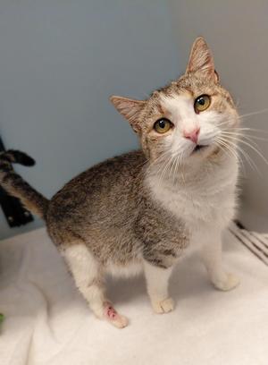A gray and white cat with green eyes standing on a white surface.