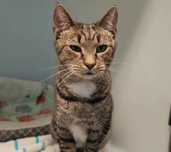 A tabby cat with a white chest and green eyes, sitting on a patterned blanket.