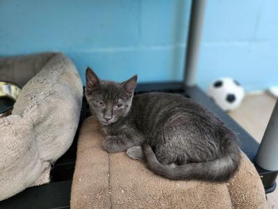 Vulcan, young, available for adoption