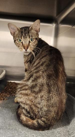 Hemera, adult, available for adoption