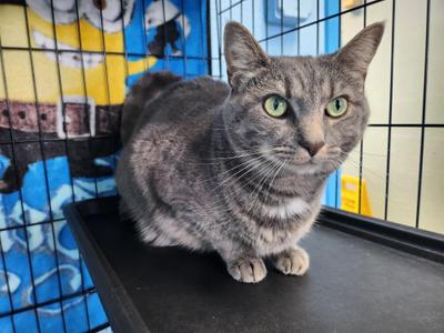 Caroline, adult, available for adoption