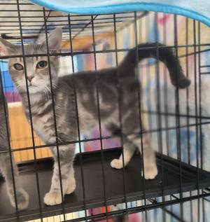 Bacchus, young, available for adoption