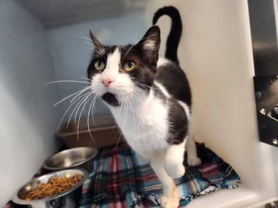 Sif, adult, available for adoption
