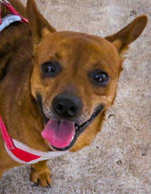 Tigger, Terrier / Mixed Breed, adult, available for adoption