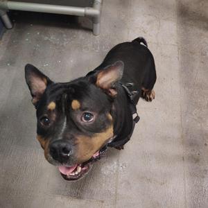 A black and tan dog with pointed ears and a happy expression, looking up at the camera.