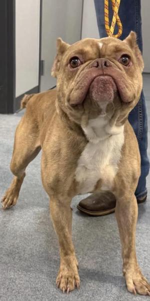 Toad, Bulldog, adult, available for adoption