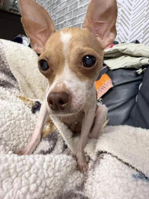 Princess Peaches, Chihuahua, adult, available for adoption