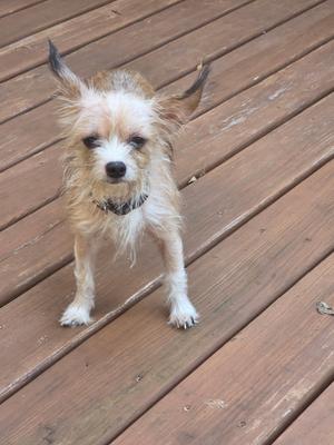 a small dog with a shaggy coat standing on a wooden deck