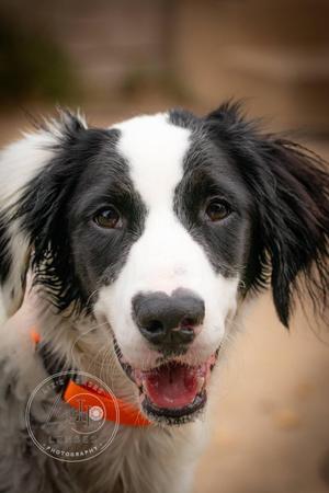 September, English Setter / Border Collie, young, available for adoption
