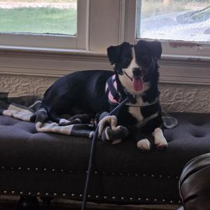 Daisy, Corgi, adult, available for adoption