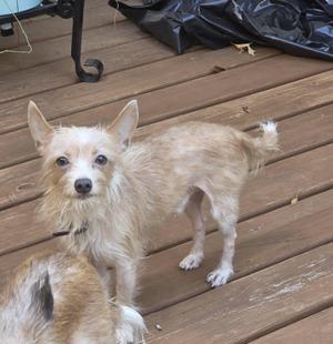 A small, light-colored dog with a scruffy coat standing on a wooden deck.