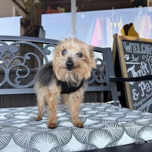 Chancelor, Yorkshire Terrier, senior, available for adoption
