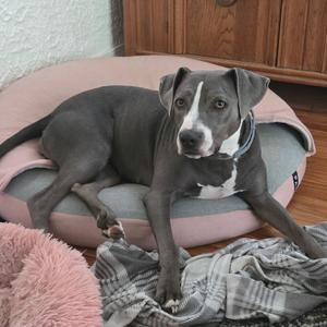 Jewel, Mixed Breed, adult, available for adoption